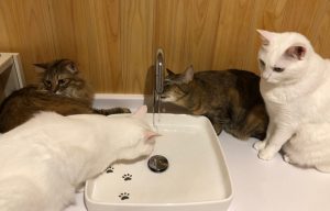 猫専用水飲み場