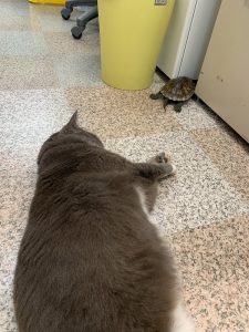 事務所猫と亀