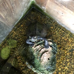 実家リノベーション