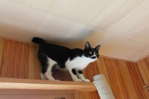 猫と暮らす