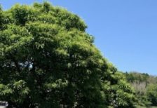 大きな栗の木