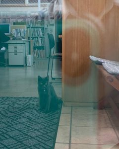 看板猫