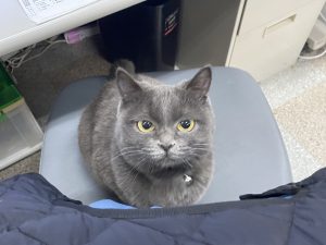 ネコ