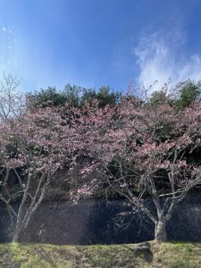 桜坂