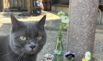クーちゃんとお花