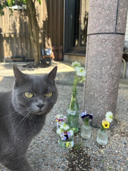 クーちゃんとお花