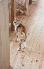 無垢の床 無垢の床