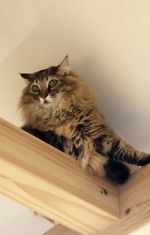 お気に入りの小屋裏